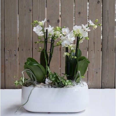 Comprar Base de ceràmica amb mini orquídies Barcelona