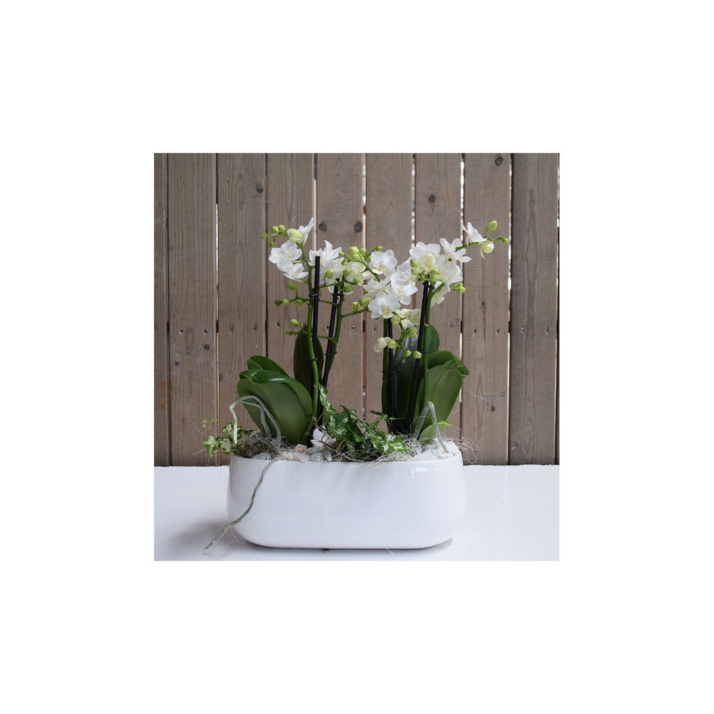 Comprar Base cerámica con orquídea mini Barcelona