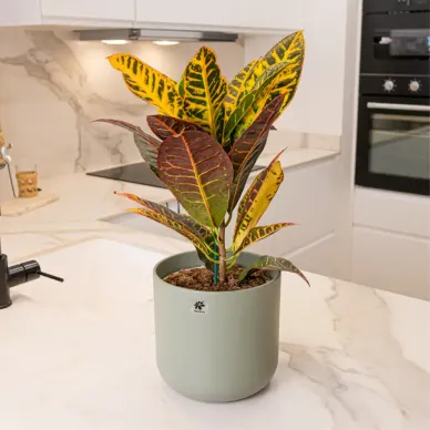 Compra Crotón en Barcelona | Plantas de Interior