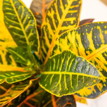 Compra Crotón en Barcelona | Plantas de Interior