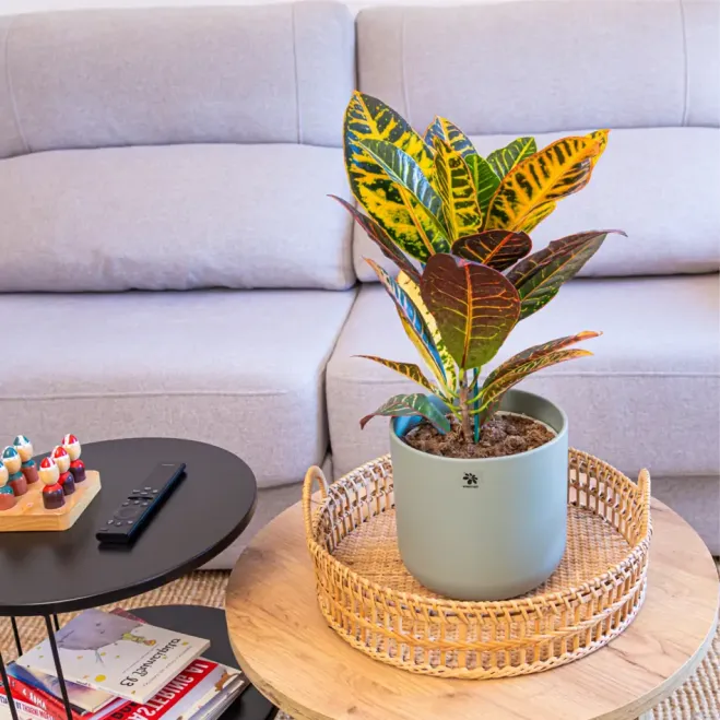 Compra Crotón en Barcelona | Plantas de Interior