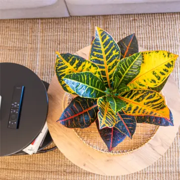 Compra Crotón en Barcelona | Plantas de Interior