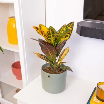 Compra Crotón en Barcelona | Plantas de Interior