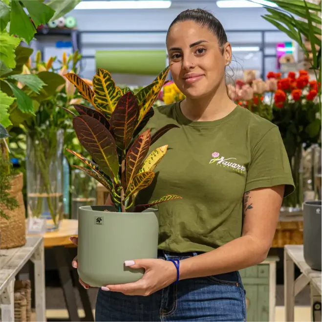 Compra Crotón en Barcelona | Plantas de Interior