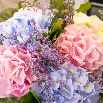 Comprar Ramo hortensias en Barcelona | Flores de Primavera