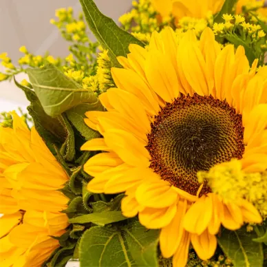 Comprar Vertical de girasoles en Barcelona | Flores de Primavera 2