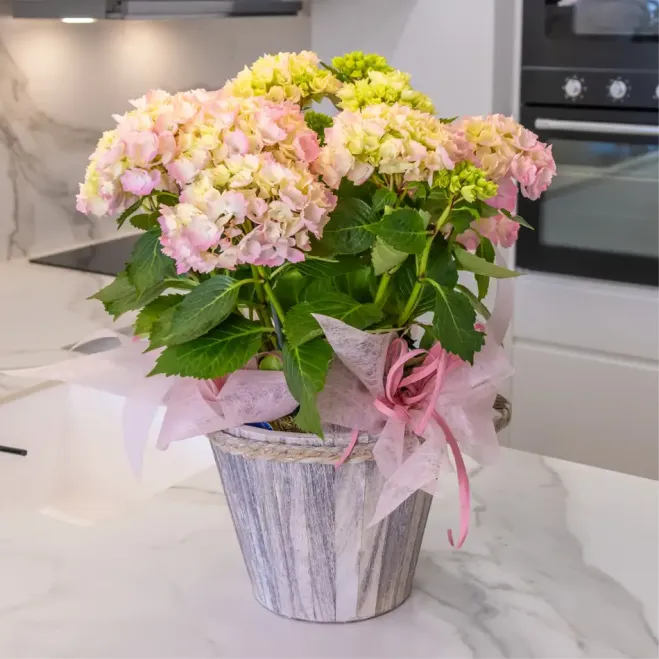 Comprar Xiuxiueig d'Hortènsies a Barcelona | FLORS DIA DE LA MARE