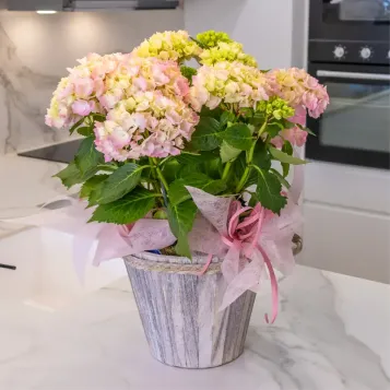 Comprar Susurro de Hortensias en Barcelona | FLORES DÍA DE LA MADRE