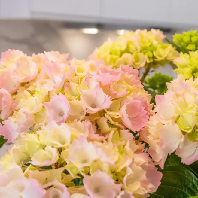 Comprar Susurro de Hortensias en Barcelona | FLORES DÍA DE LA MADRE