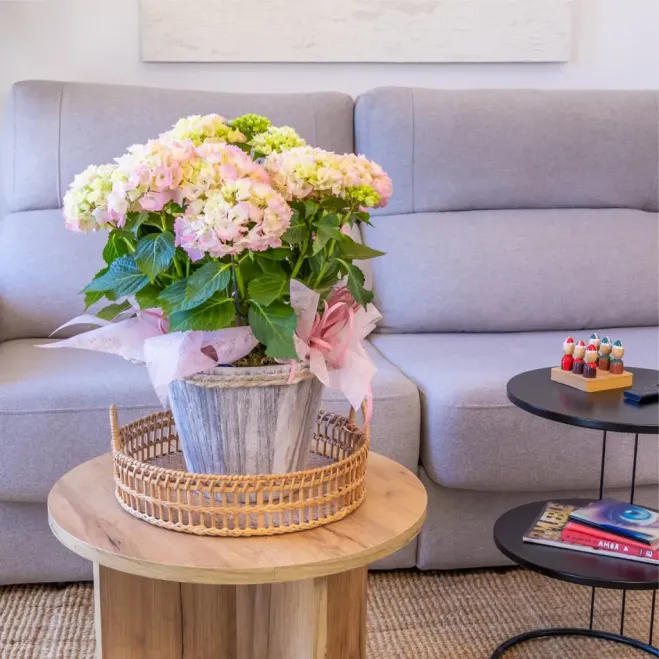 Comprar Xiuxiueig d'Hortènsies a Barcelona | FLORS DIA DE LA MARE