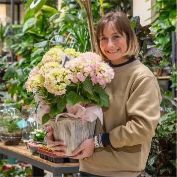 Comprar Xiuxiueig d'Hortènsies a Barcelona | FLORS DIA DE LA MARE