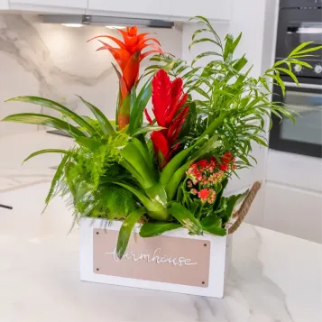 Comprar Selva en Casa en Barcelona | FLORES DÍA DE LA MADRE