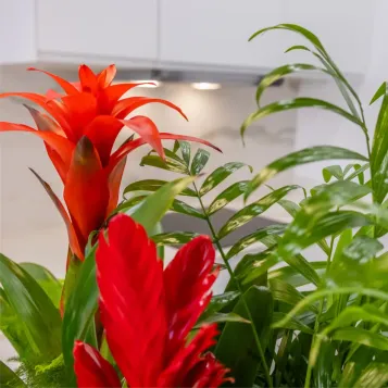 Comprar Selva en Casa en Barcelona | FLORES DÍA DE LA MADRE