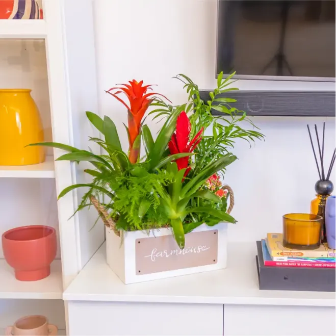 Comprar Selva a Casa a Barcelona | FLORS DIA DE LA MARE