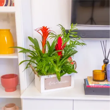 Comprar Selva en Casa en Barcelona | FLORES DÍA DE LA MADRE