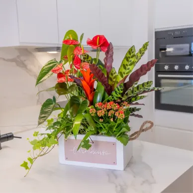 Comprar Passió Natural a Barcelona | FLORS DIA DE LA MARE