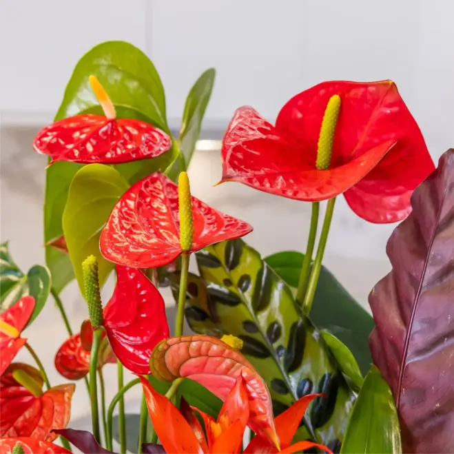 Comprar Passió Natural a Barcelona | FLORS DIA DE LA MARE