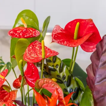 Comprar Passió Natural a Barcelona | FLORS DIA DE LA MARE