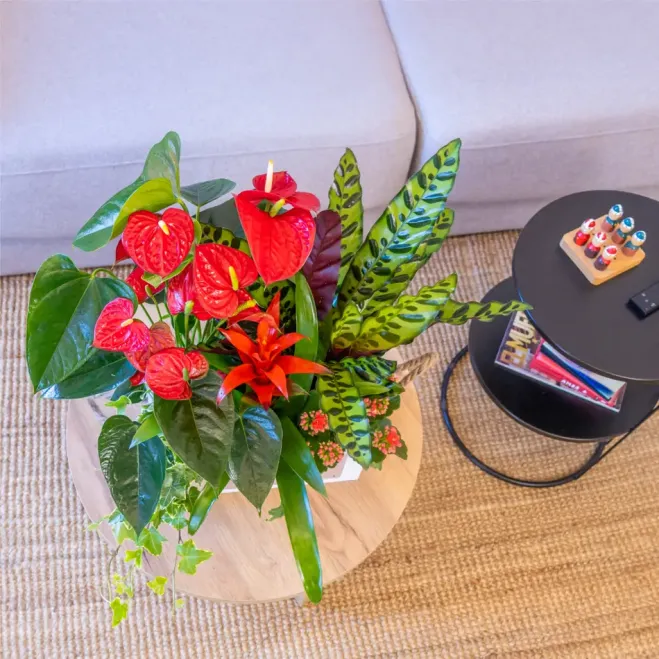 Comprar Pasión Natural en Barcelona | FLORES DÍA DE LA MADRE