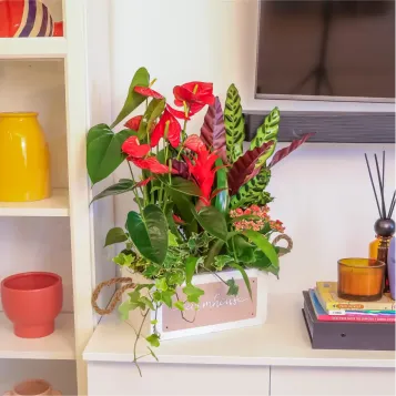 Comprar Passió Natural a Barcelona | FLORS DIA DE LA MARE