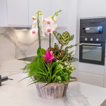 Comprar Jardín Arcoíris en Barcelona | FLORES DÍA DE LA MADRE