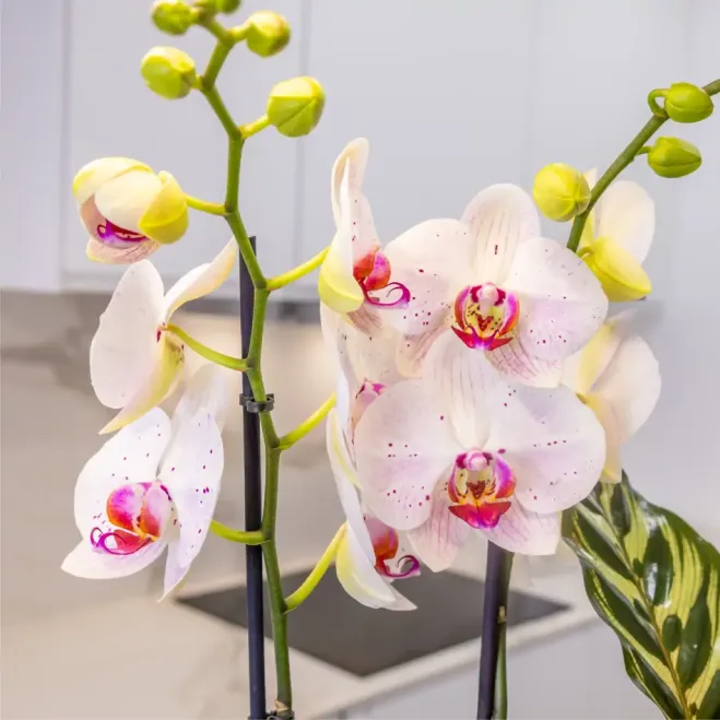 Comprar Jardí Arc de Sant Martí a Barcelona | FLORS DIA DE LA MARE