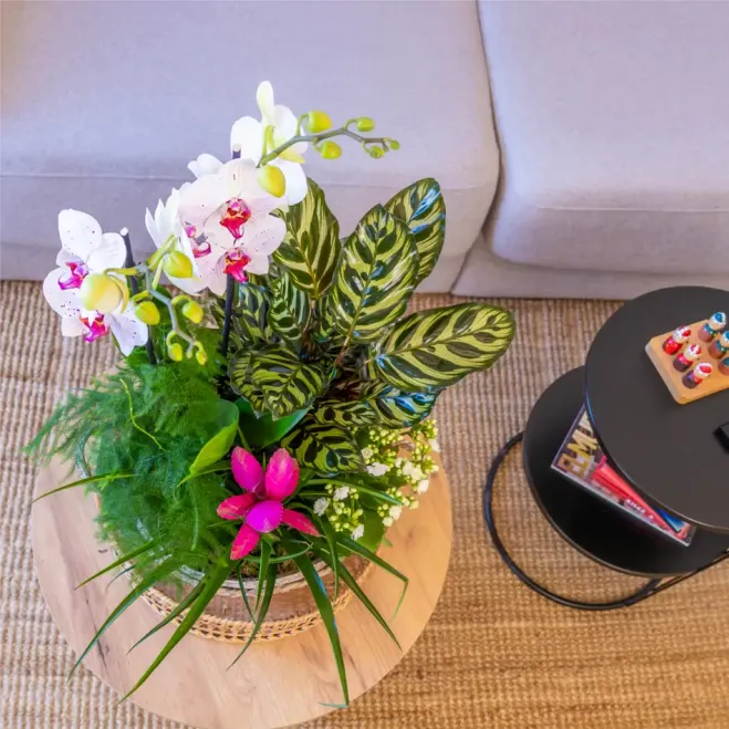 Comprar Jardí Arc de Sant Martí a Barcelona | FLORS DIA DE LA MARE