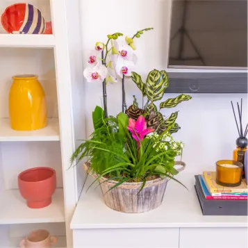 Comprar Jardín Arcoíris en Barcelona | FLORES DÍA DE LA MADRE