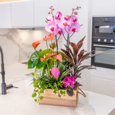 Comprar Encant Rosa a Barcelona | FLORS DIA DE LA MARE