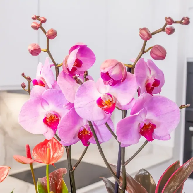 Comprar Encant Rosa a Barcelona | FLORS DIA DE LA MARE