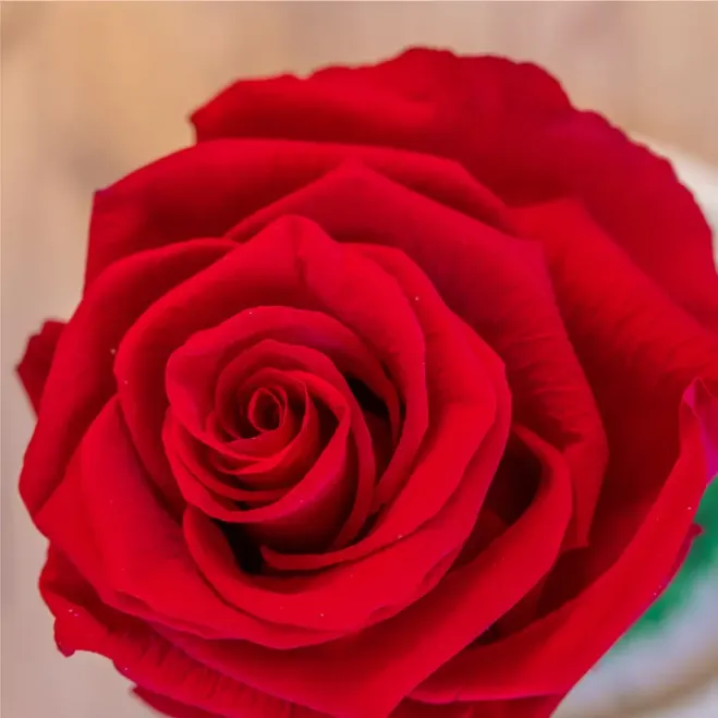 Comprar Cúpula de vidre amb rosa eterna Sant Jordi– Regal Especial per a Sant Jordi a Barcelona | FLORS SANT JORDI