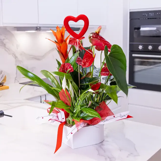 Comprar Caja corazón con plantas variadas en Barcelona | FLORES PARA SAN VALENTÍN