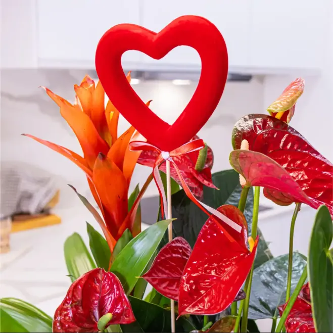 Comprar Caja corazón con plantas variadas en Barcelona | FLORES PARA SAN VALENTÍN