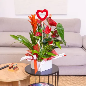 Comprar Caja corazón con plantas variadas en Barcelona | FLORES PARA SAN VALENTÍN