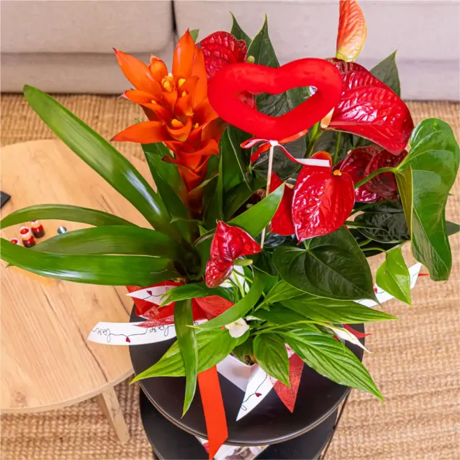 Comprar Caixa cor amb plantes variades a Barcelona | FLORS SANT VALENTI