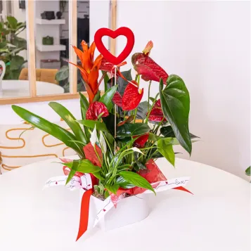 Comprar Caja corazón con plantas variadas en Barcelona | FLORES PARA SAN VALENTÍN