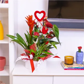 Comprar Caja corazón con plantas variadas en Barcelona | FLORES PARA SAN VALENTÍN