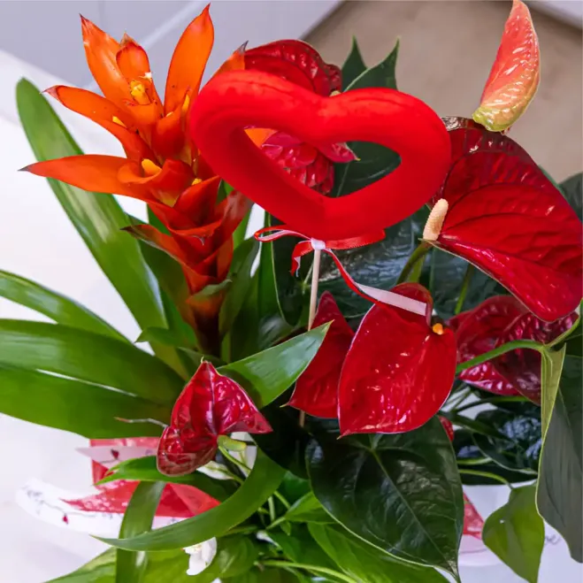 Comprar Caixa cor amb plantes variades a Barcelona | FLORS SANT VALENTI