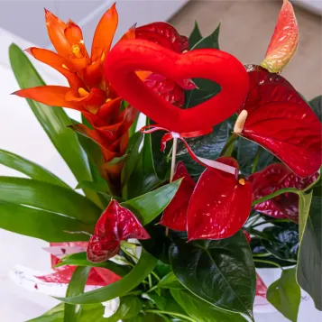 Comprar Caja corazón con plantas variadas en Barcelona | FLORES PARA SAN VALENTÍN