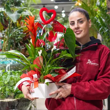 Comprar Caixa cor amb plantes variades a Barcelona | FLORS SANT VALENTI