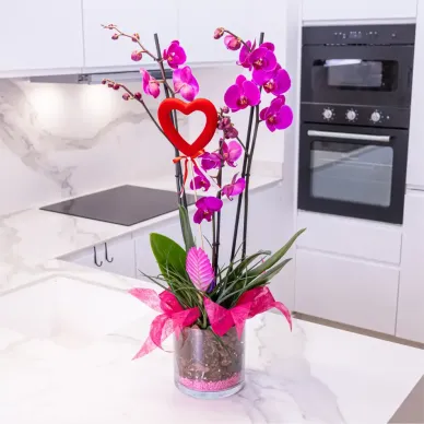 Comprar Cilindro phaleanopsis lila en Barcelona | FLORES PARA SAN VALENTÍN