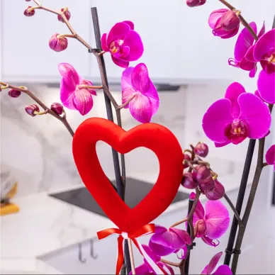 Comprar Cilindro phaleanopsis lila en Barcelona | FLORES PARA SAN VALENTÍN 2