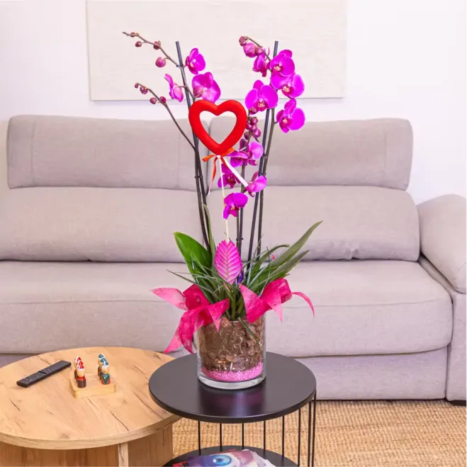Comprar Cilindre phaleanopsis lila a Barcelona | FLORS SANT VALENTI