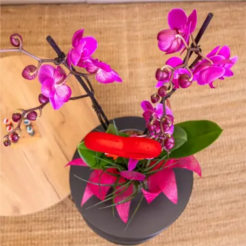Comprar Cilindre phaleanopsis lila a Barcelona | FLORS SANT VALENTI