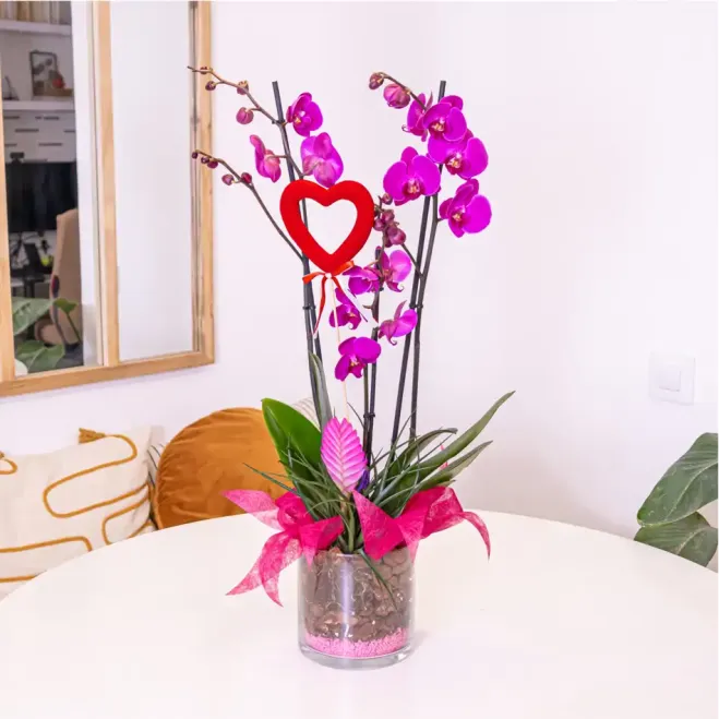 Comprar Cilindro phaleanopsis lila en Barcelona | FLORES PARA SAN VALENTÍN