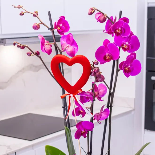 Comprar Cilindro phaleanopsis lila en Barcelona | FLORES PARA SAN VALENTÍN