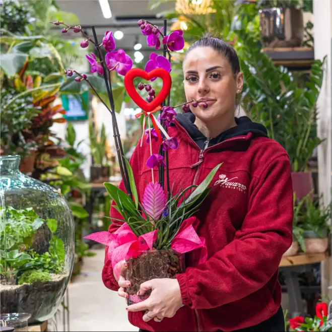 Comprar Cilindre phaleanopsis lila a Barcelona | FLORS SANT VALENTI