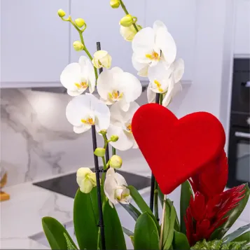 Comprar Jarrón cristal con phaleanopsis blanca en Barcelona | FLORES PARA SAN VALENTÍN