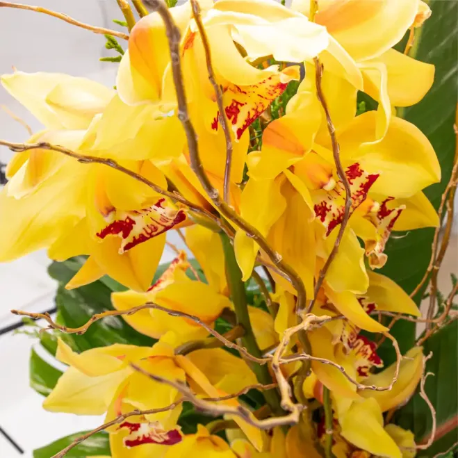 Comprar Vertical de orquídea cymbidium sobre base de cerámica en Barcelona | Flores de Invierno