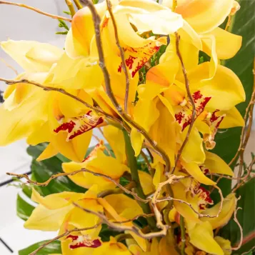 Comprar Vertical de orquídea cymbidium sobre base de cerámica en Barcelona | Flores de Invierno